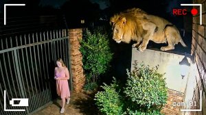 Случаи Вторжения Диких Животных в Города, Снятые на Камеру