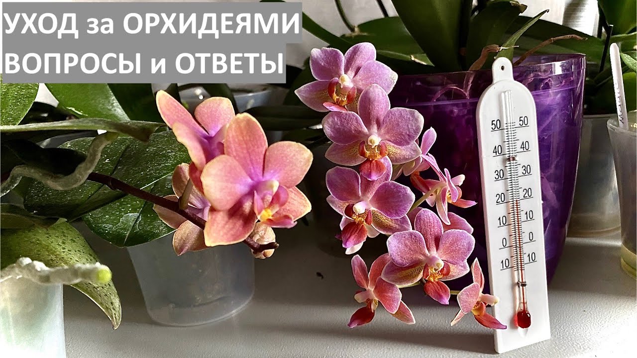 ВОДА ПОГУБИТ ОРХИДЕИ? попав в пазухи и точку роста смотреть онлайн