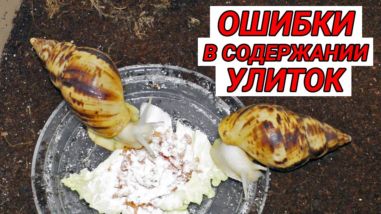 Ошибки в содержании улиток ахатин смотреть онлайн