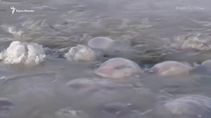 В Азовском море погибли тысячи медуз