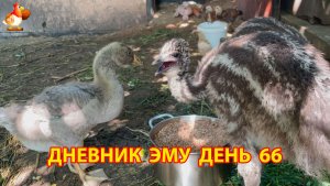 Дневник страусят Эму день 66