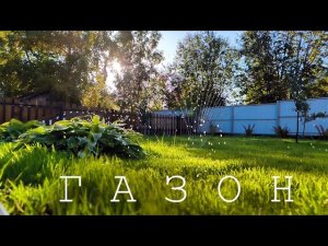Посеял газон без опыта