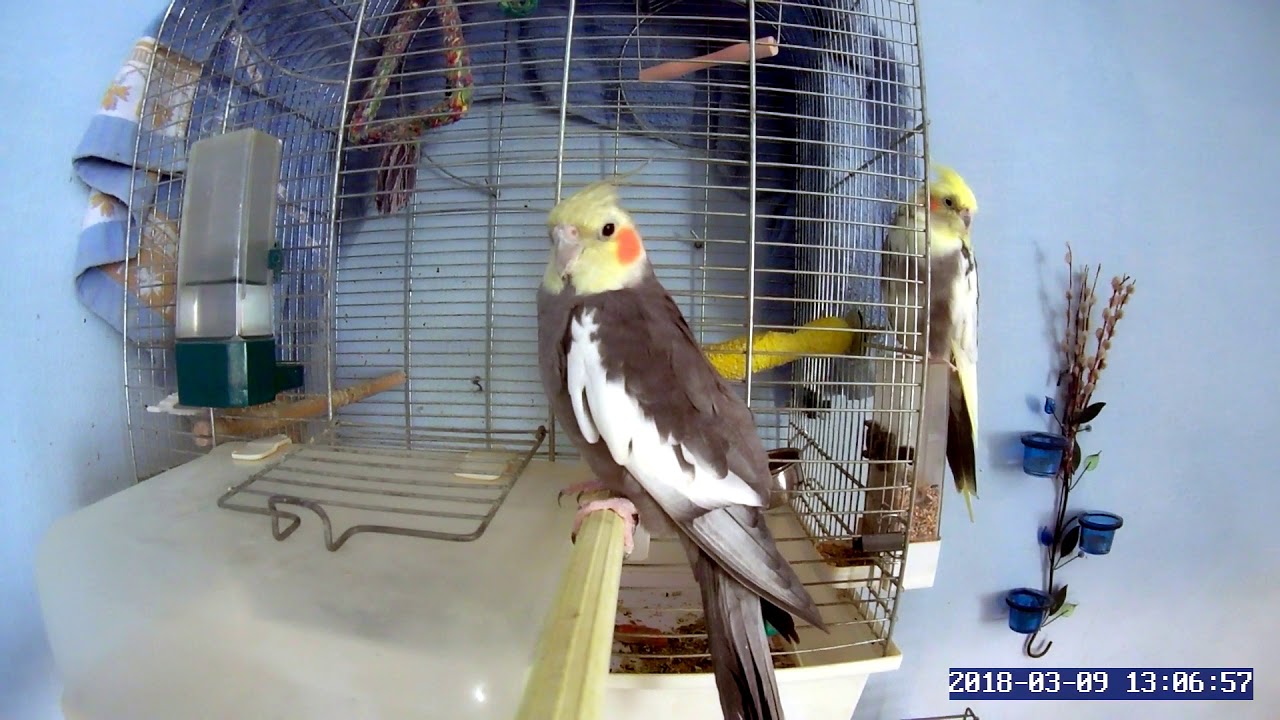 👍👍👍 🐦 Попугаи Кореллы, кореллы в полете, soocoo s300 тест, замедленная съемка смотреть онлайн