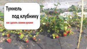 Туннель под клубнику своими руками. Как сделать туннель для выращивания клубники