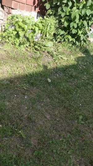 не попал в кольцо, делаю 5 приседаний (2 часть)