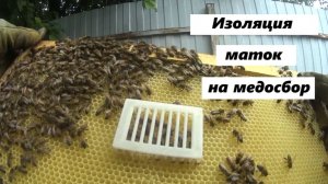 Изоляция матки на медосбор.