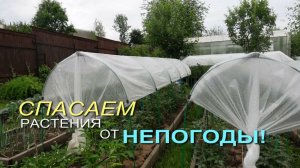 💦Спасаем растения от НЕПОГОДЫ!