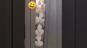 подборка котиков 8