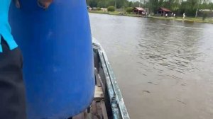 Запуск осетра и карпа