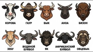 Все виды быков и коров за 21 минуту