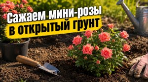 Сажаем мини-розы в открытый грунт
