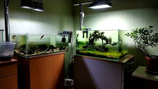 Что будет если отключить фильтр в аквариуме на две недели... смотреть онлайн
