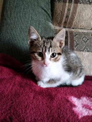 болталки о кошках.