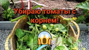 Убираю томаты с корнем!