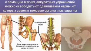 Здоровье поясницы, коленей, шеи зависит от копчика. Упражнения для копчиковой мышцы
