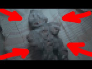 УЖАСНАЯ НАХОДКА В ЖУТКОЙ КВАРТИРЕ / A terrible find in a creepy apartment