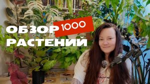 Обзор 1000 комнатных растений в квартире, флорариум, гроутент, комната растений, новости коллекции