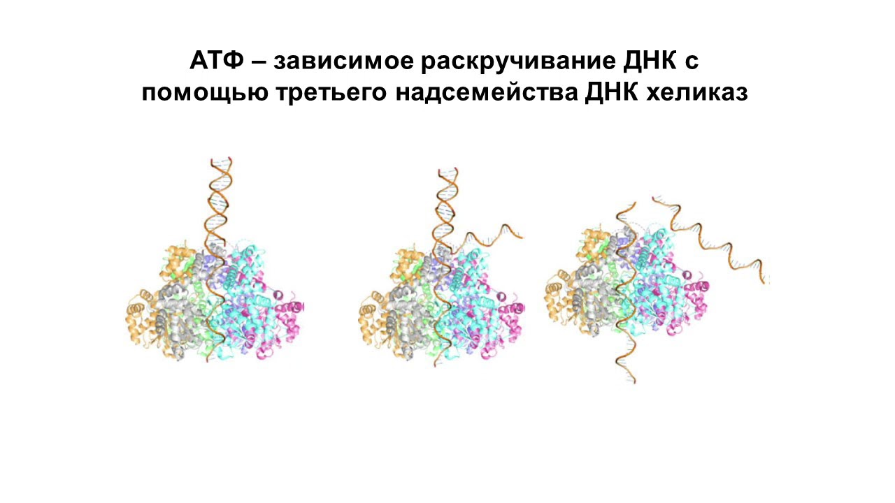 ДНК ХЕЛИКАЗЫ смотреть онлайн