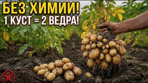 Посадка КАРТОФЕЛЯ весной: не делайте эту ошибку! Секретная технология для крупного урожая