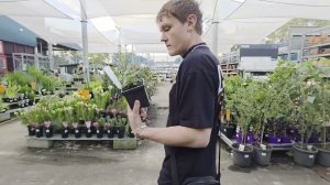 Bunnings - популярный магазин в Австралии . Почём цветы для народа ? Элла Австралия