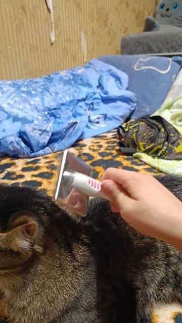 глажу масю ☺️ смотреть онлайн