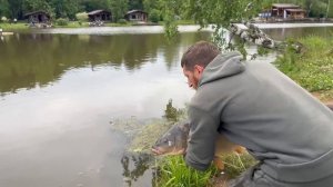 Трофейный карп