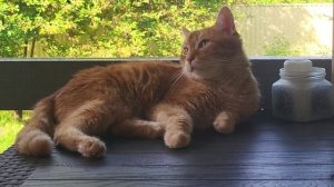 Мурзик. Murzik is a cartoon cat