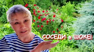 Заросшая ДАЧА преобразилась за 3 дня: Сад и огород не узнать! Море РОЗ и загадочное дерево