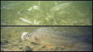 39.под водой / underwater