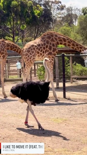 Кто здесь самый длинный? 🦒👀