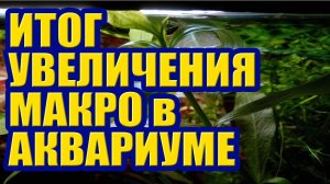 Итог увеличения Макро Удобрений в Аквариуме. Эхинодорусы Тропика набрали цвет