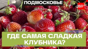 Сезон сбора клубники стартовал в Подмосковье