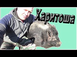 Хряк здоровяк Свиньи вышли на пастбище Деревенская жизнь