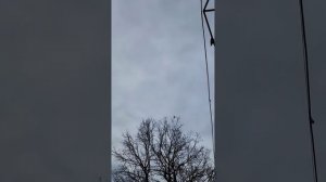 Гоняю голубей. Голуби играют и показывают хорошую игру – голуби Асана Олеговича. Город Лихославль.