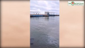 💔Анапа утонула в мазуте. Экокатастрофа на Черном море #Анапа