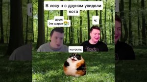 Котость