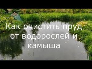 Как очистить пруд от водорослей и камыша