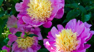 Пион Антверпен (Paeonia Antwerpen), ограненный алмаз в дорогой розовой оправе