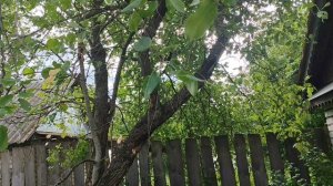 Купили заросшую дачу #4