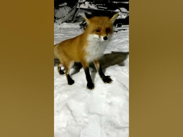 Лиса и рыбка смотреть онлайн
