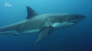 Nat Geo Wild - Чудеса океана - 2 серия  Хищник или жертва