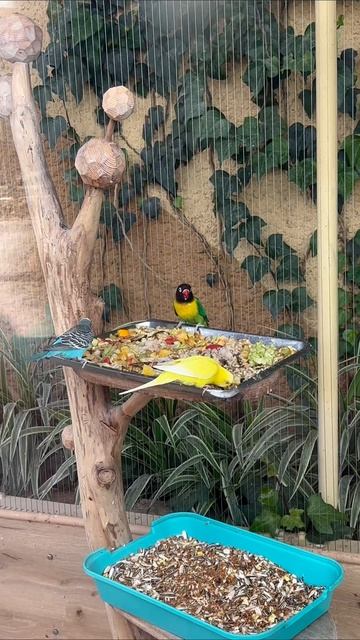 #птицы 🐦 #попугай #зоопарк #казань #смешноевидео