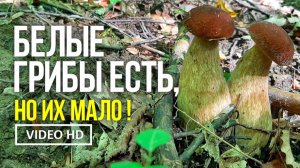 БЕЛЫЕ ГРИБЫ ЕСТЬ, НО ИХ МАЛО !  23 июня 2026 года. Сбор белых грибов, подберёзовиков и лисичек.
