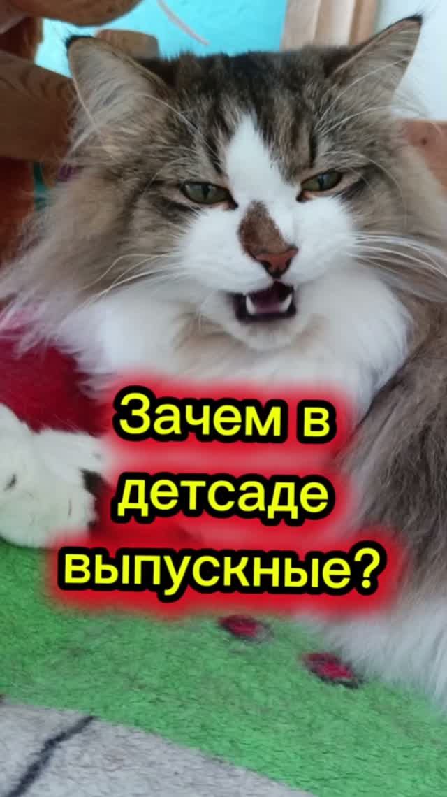 Кошки с озвучкой 🤣 Я один не понимаю?