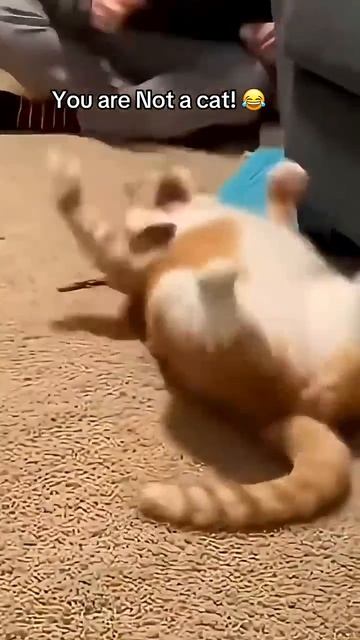 мемы с котиками😹