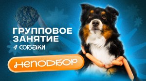 Неподбор: как научить собаку не подбирать с земли? – Полное занятие с кинологом