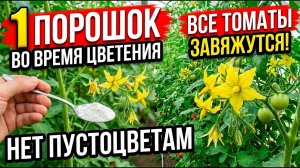 СУПЕР ПОДКОРМКА ДЛЯ ТОМАТОВ! ЦВЕТЫ НЕ ОСЫПАЮТСЯ, ЗАВЯЗЕЙ МОРЕ!