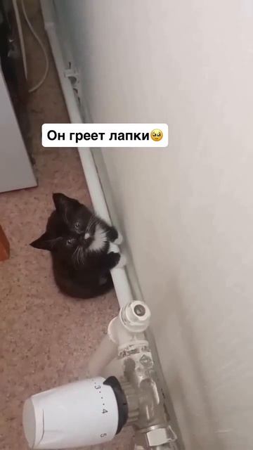 Какой милый котик