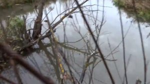 Ремонт вездехода, охота на бобра.