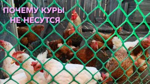 Куры не несутся Возможно из за нехватки кальция В этом случае вам поможет кормовой мел
